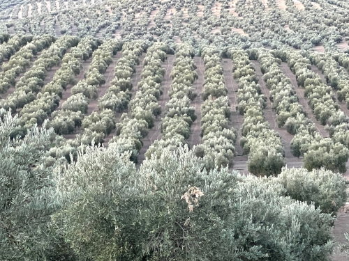 Finca olivos