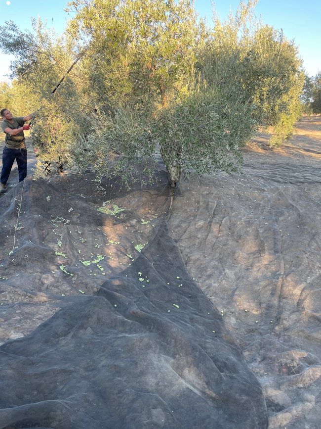 Aceite de Oliva de Calidad