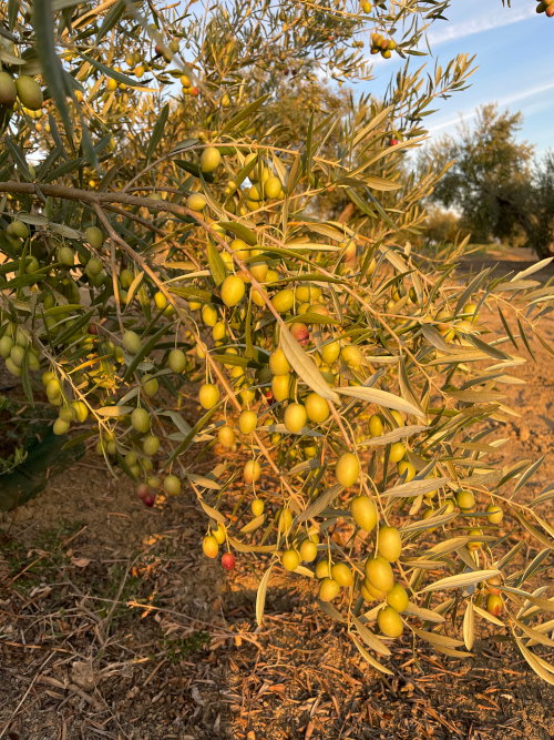 Aceite de Oliva de Calidad